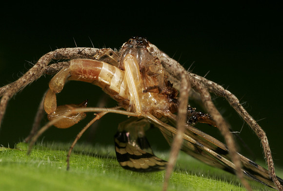 Spider with Prey - 12