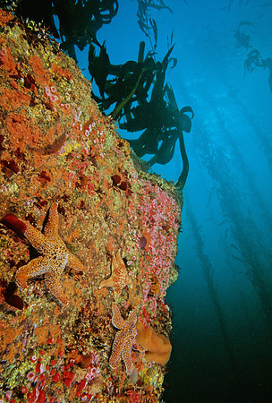 Kelp Forest Wall - 7