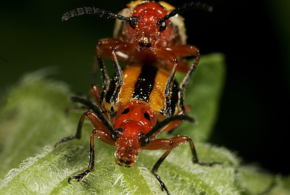 Potato Beetles Mating - 9