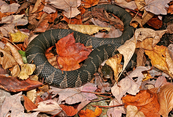 Water Snake - 3