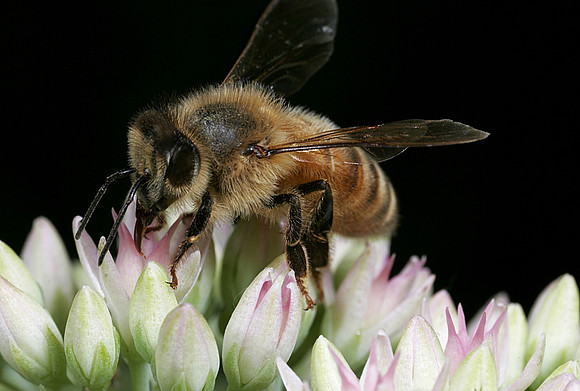Honeybee - 3