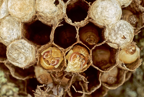 Wasp Nest with Pupae - 1