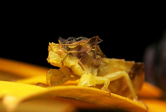 Ambush Bug - 8