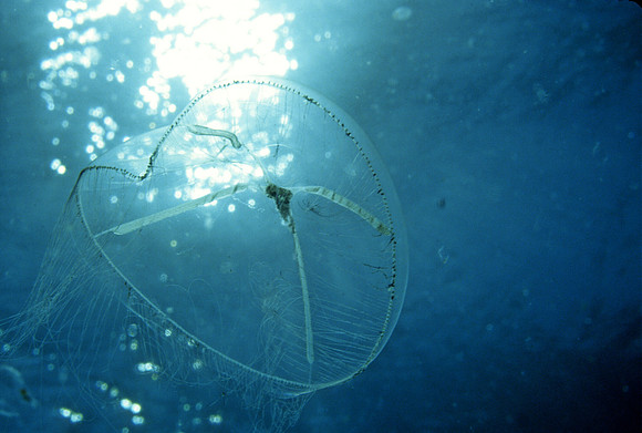 Cross Jelly - 1