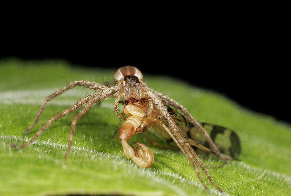Spider with Prey - 10