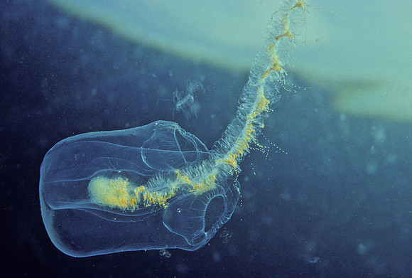 Calycophoran Siphonophore - 2