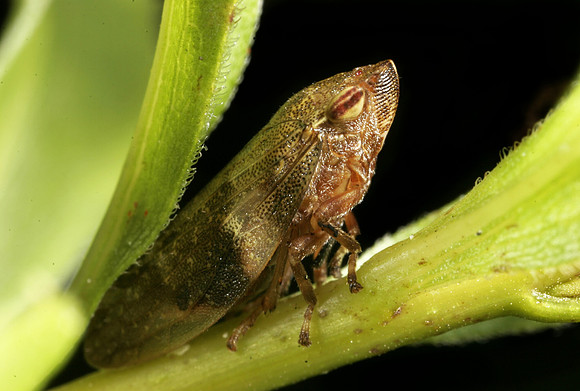 Leafhopper - 1