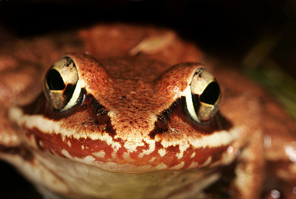 Wood Frog - 6