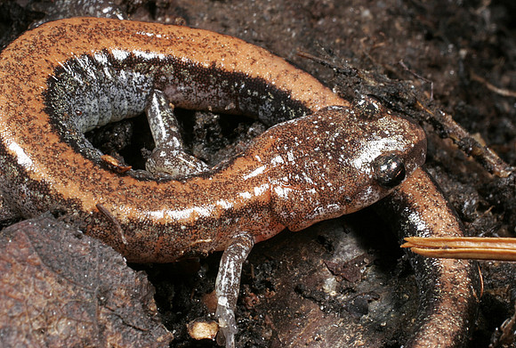 Red-back Salamander - 3
