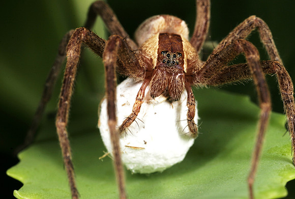 Spider with Egg Sac
