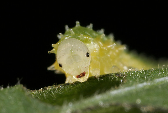 Sawfly Larva - 2