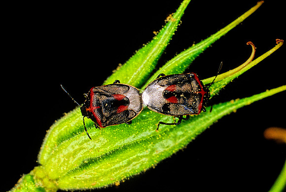 Stink Bugs Mating - 1