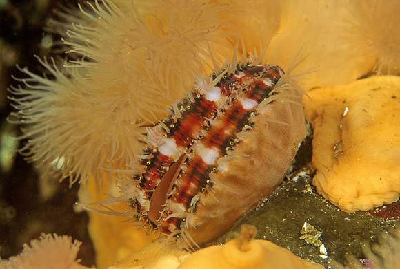 Spiny Scallop