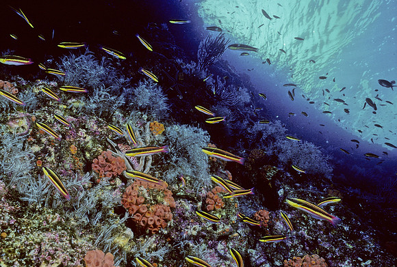Rainbow Wrasses