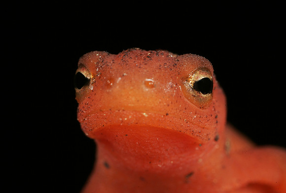 Red Eft - 5