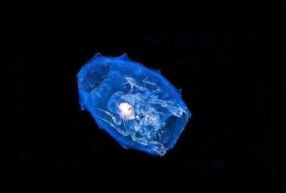 Phronima - 8