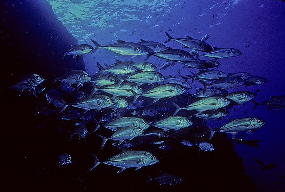 Bigeye Jacks - 3