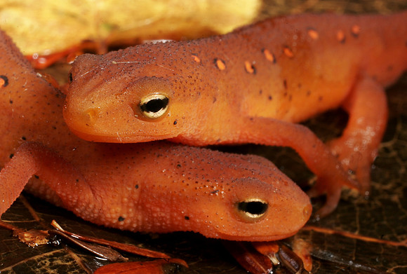 Red Efts - 2