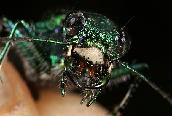 Tiger Beetle - 1