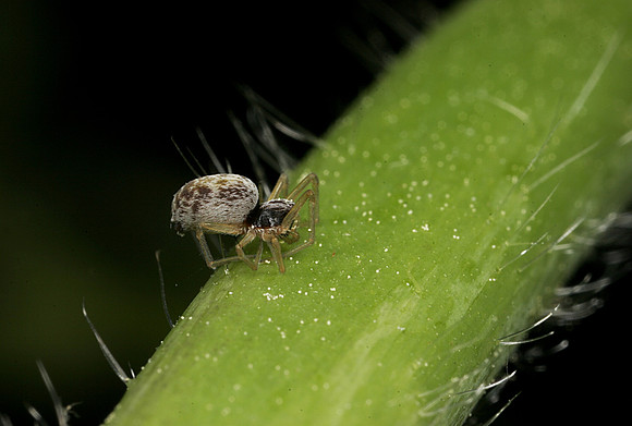 Mesh Web Weaver - 5