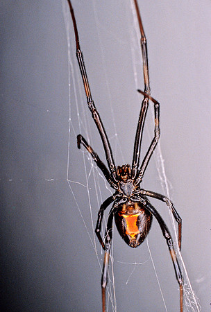 Black Widow - 1