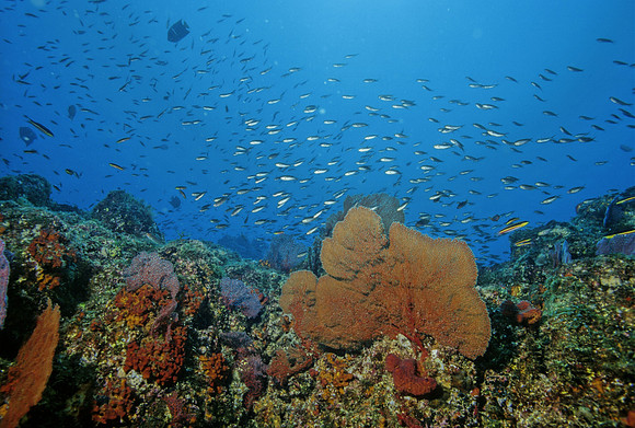 Isla Cerralvo Reef