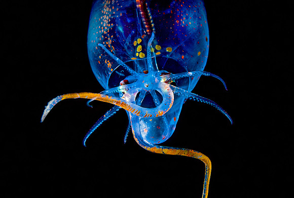 Piglet Squid - 2