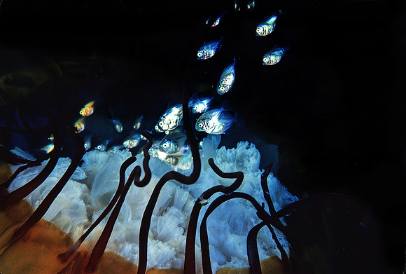 Butterfish & Sea Nettle - 2