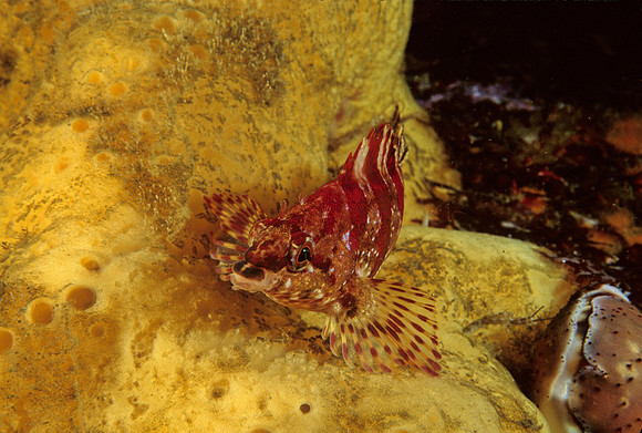 Painted Greenling - 2