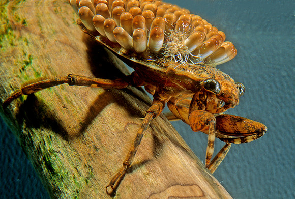 Water Bug Male with Eggs - 2