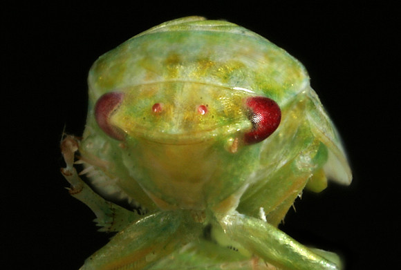 Leafhopper - 2