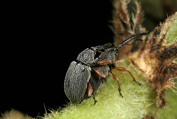Weevils Mating - 2