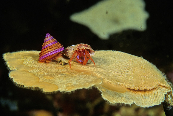 Hermit Crab & Top Snail