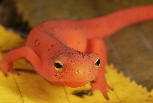 Red Eft Crawling - 2