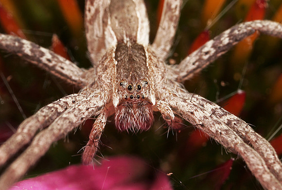 Nursery Web Spider - 3