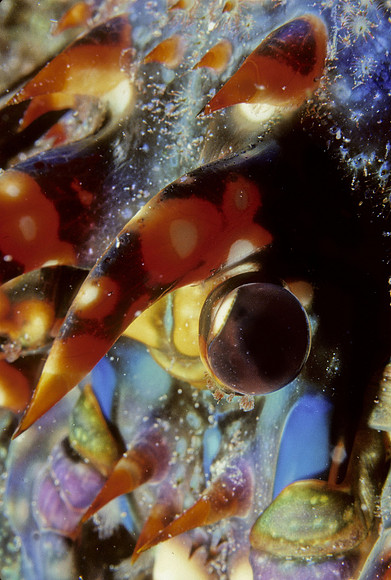 Spiny Lobster Eye