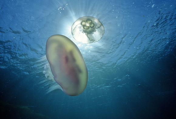 Moon Jelly - 5