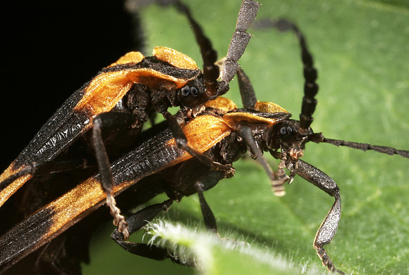 Net-winged Beetles Mating