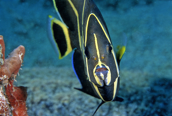 French Angelfish Juvenile - 2