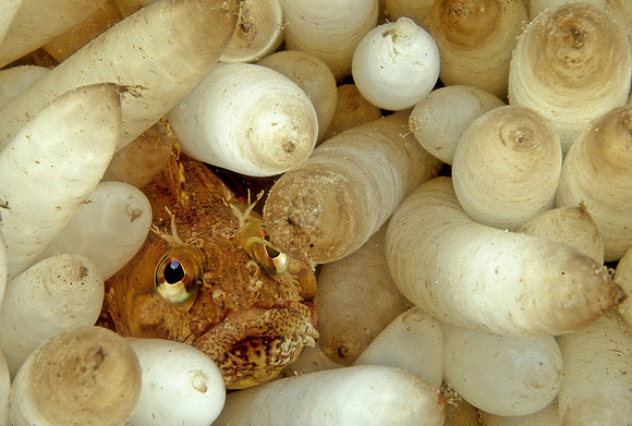 Fringehead & Squid Eggs - 1