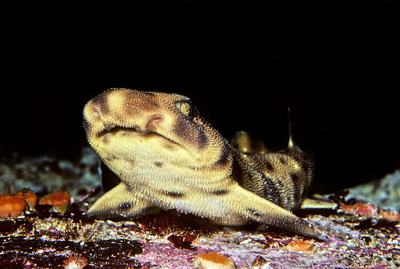 Juvenile Swell Shark - 1