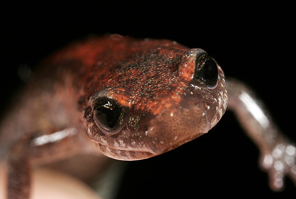 Red-back Salamander - 4