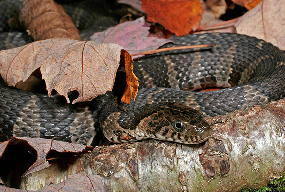 Water Snake - 1