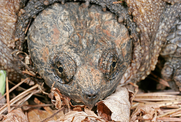 Snapping Turtle - 3