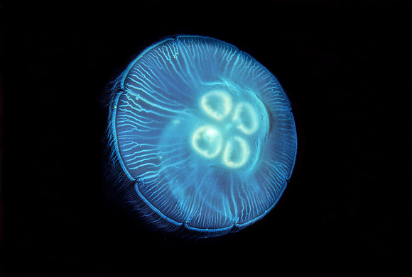 Moon Jelly - 8