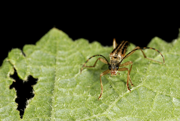 Flower Longhorn Beetle - 5