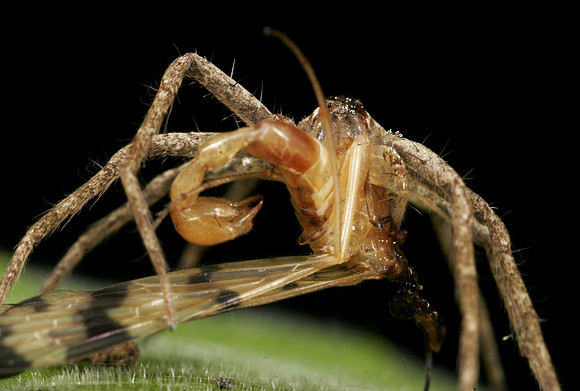 Spider with Prey - 13