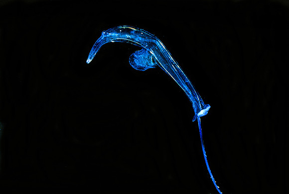 Heteropod - 4