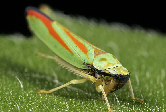 Leafhopper - 3