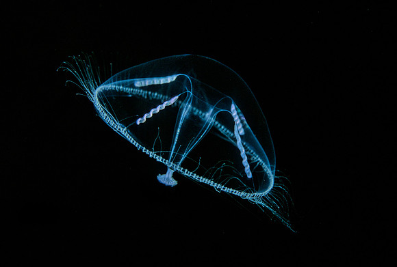 Umbrella Jelly - 1